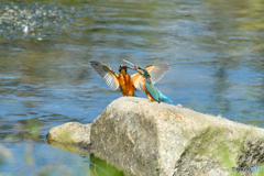 カワセミ(1)