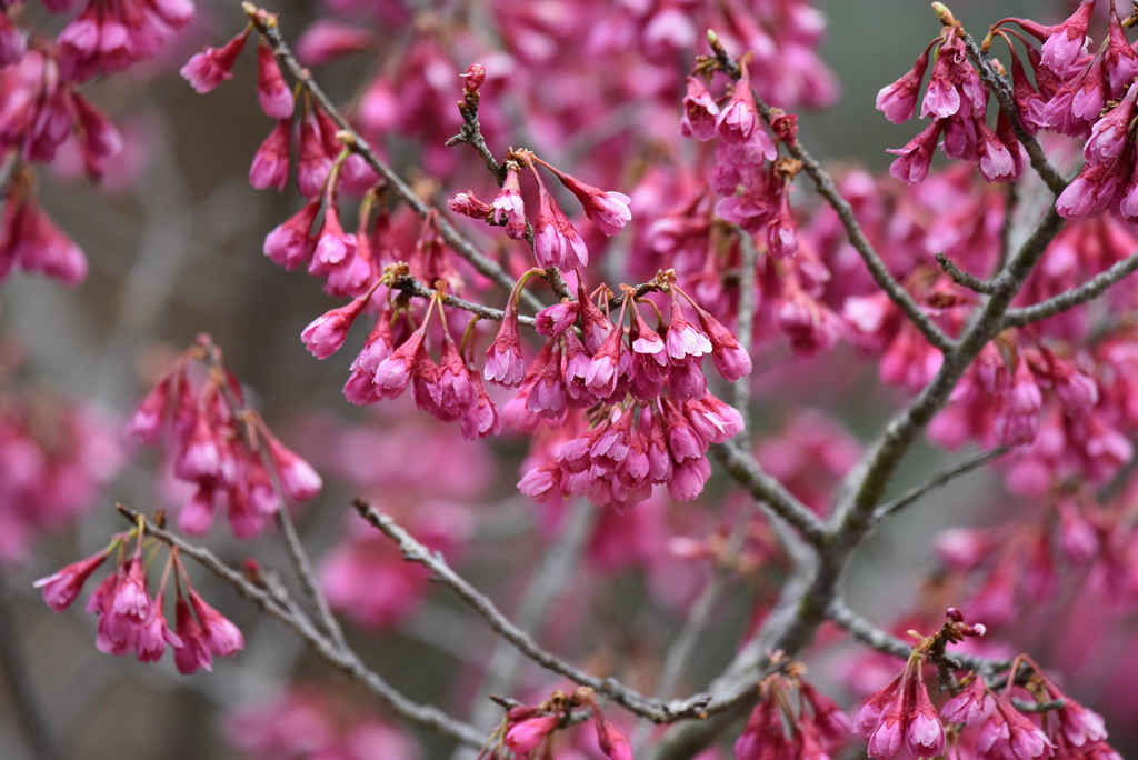 寒緋桜