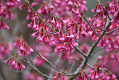 寒緋桜