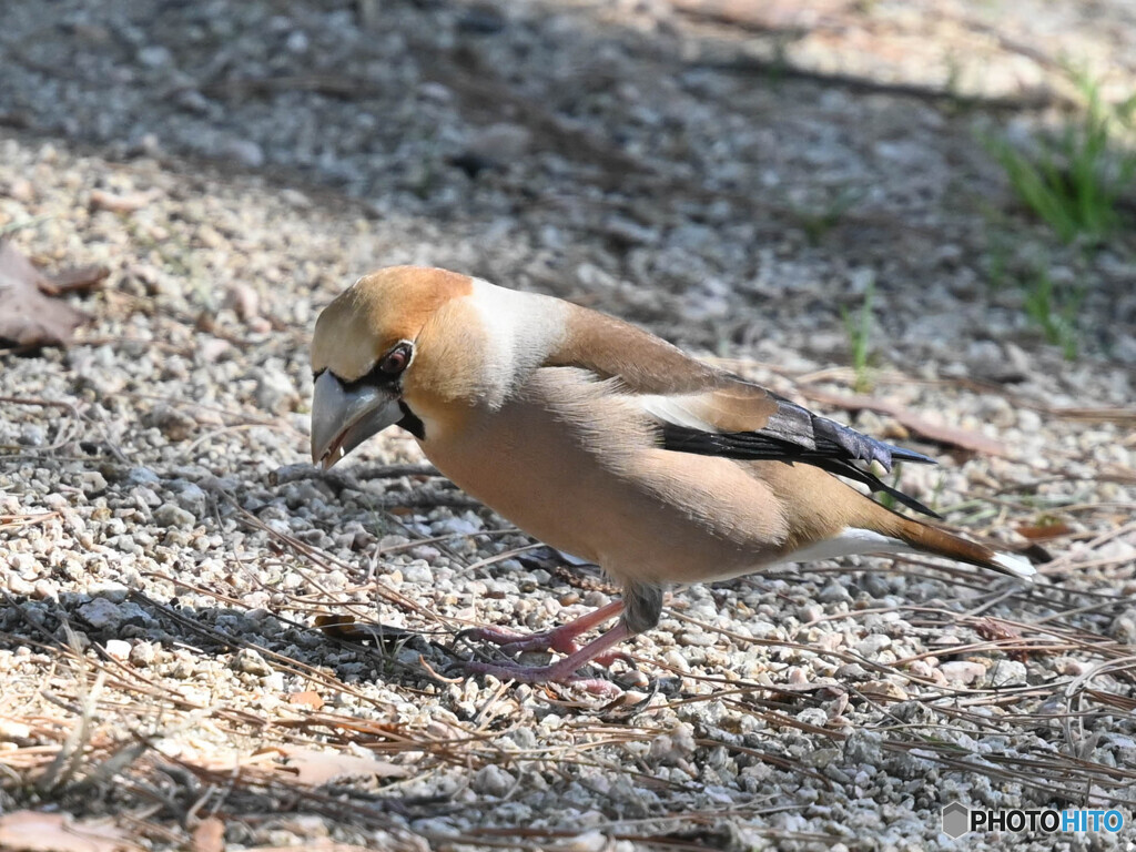 シメ-3