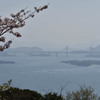 桜(2)