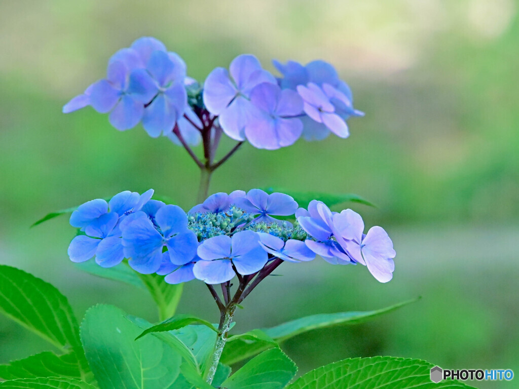 紫陽花