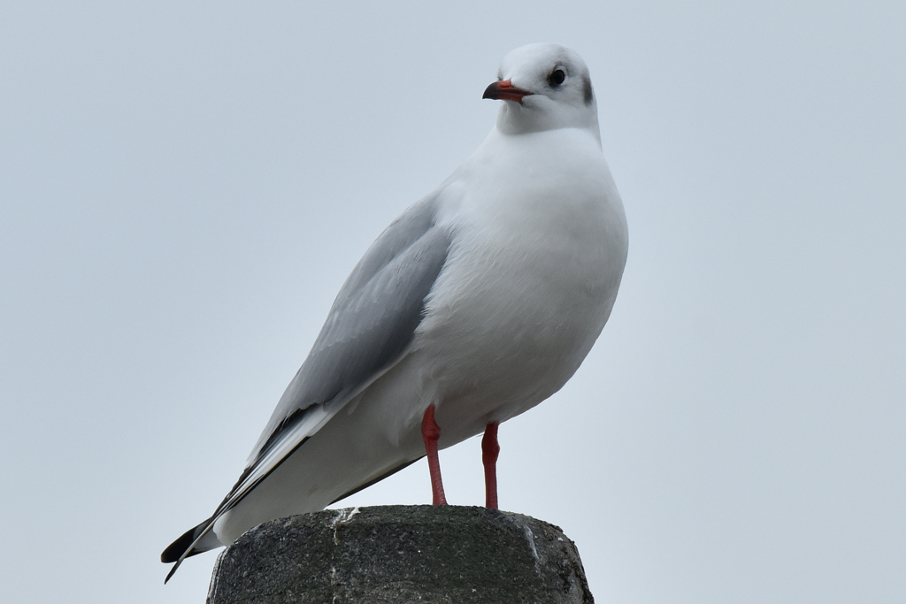 ユリカモメ