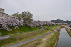 河川沿いの桜