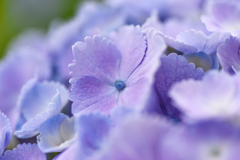 紫陽花
