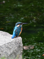 カワセミ-2