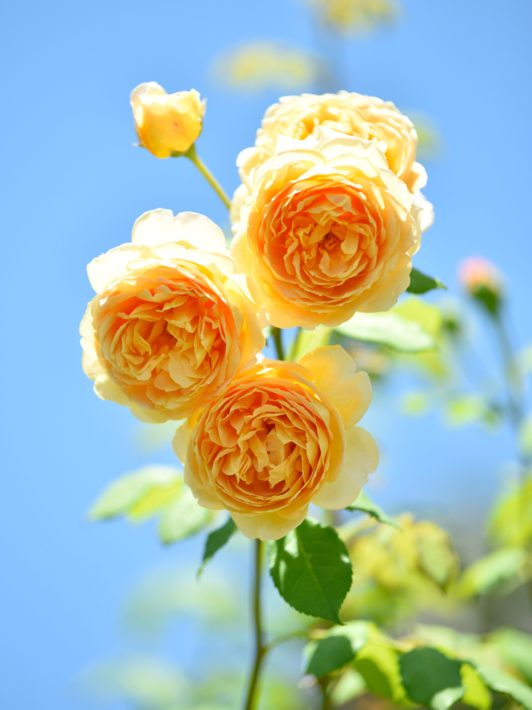 薔薇