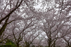 岡山後楽園の桜