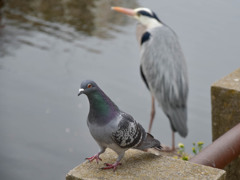 鳩とアオサギ