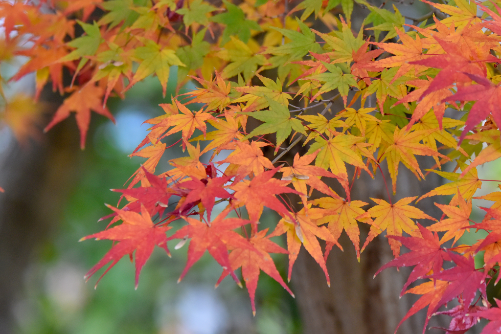 紅葉(2)