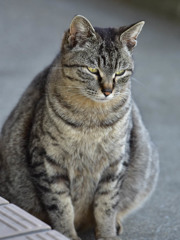 猫(1)