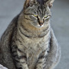 猫(1)