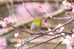 メジロと桜(2)