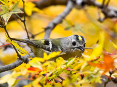 キクイタダキ(3)