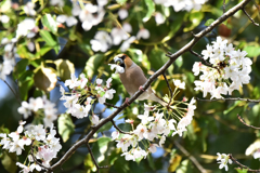 桜の花弁を銜えるシメ