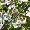 桜の花弁を銜えるシメ