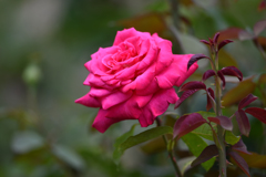 薔薇