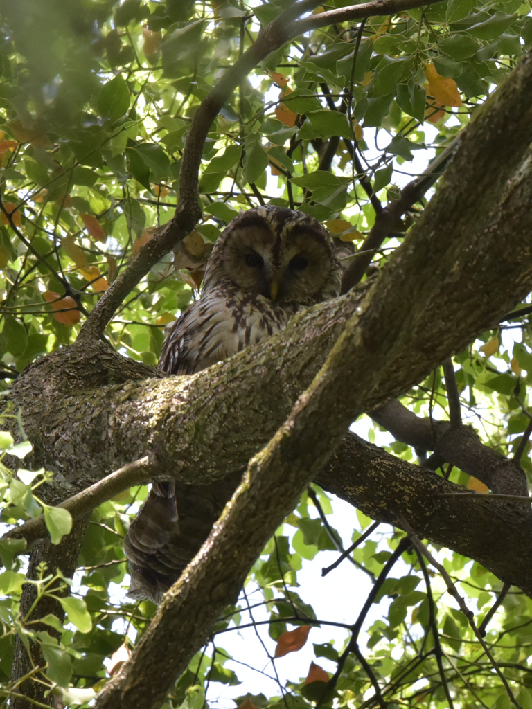 フクロウの親(3)