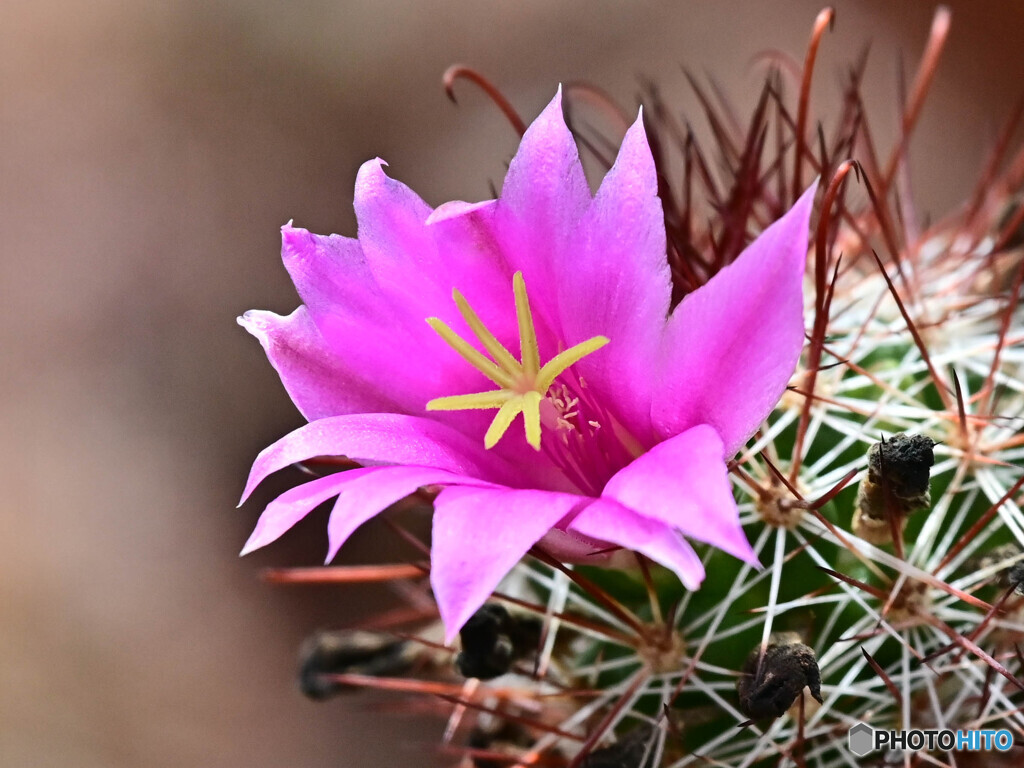 サボテンの花