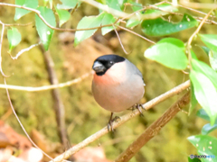 ウソ