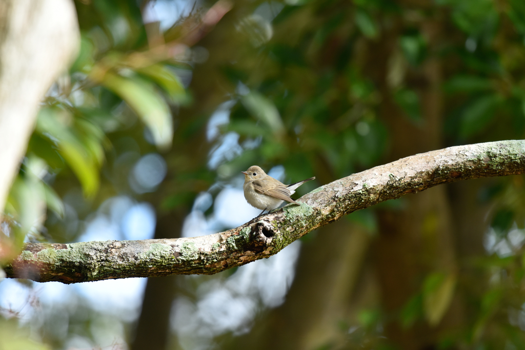 ニシオジロビタキ