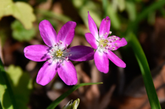 草花