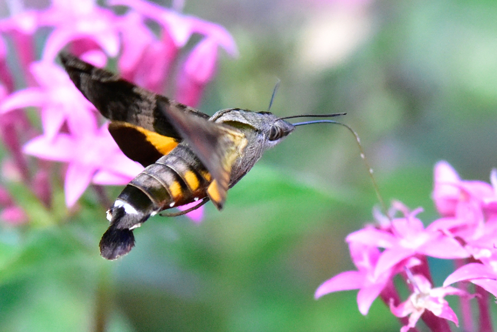 ホシホウジャク by カメラの散歩 (ID:8211027) 写真共有サイトPHOTOHITO
