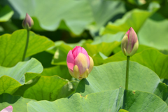 大賀ハスの蕾
