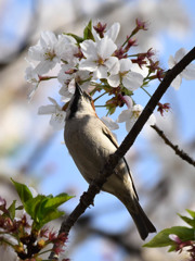 ニュウナイスズメ(2)