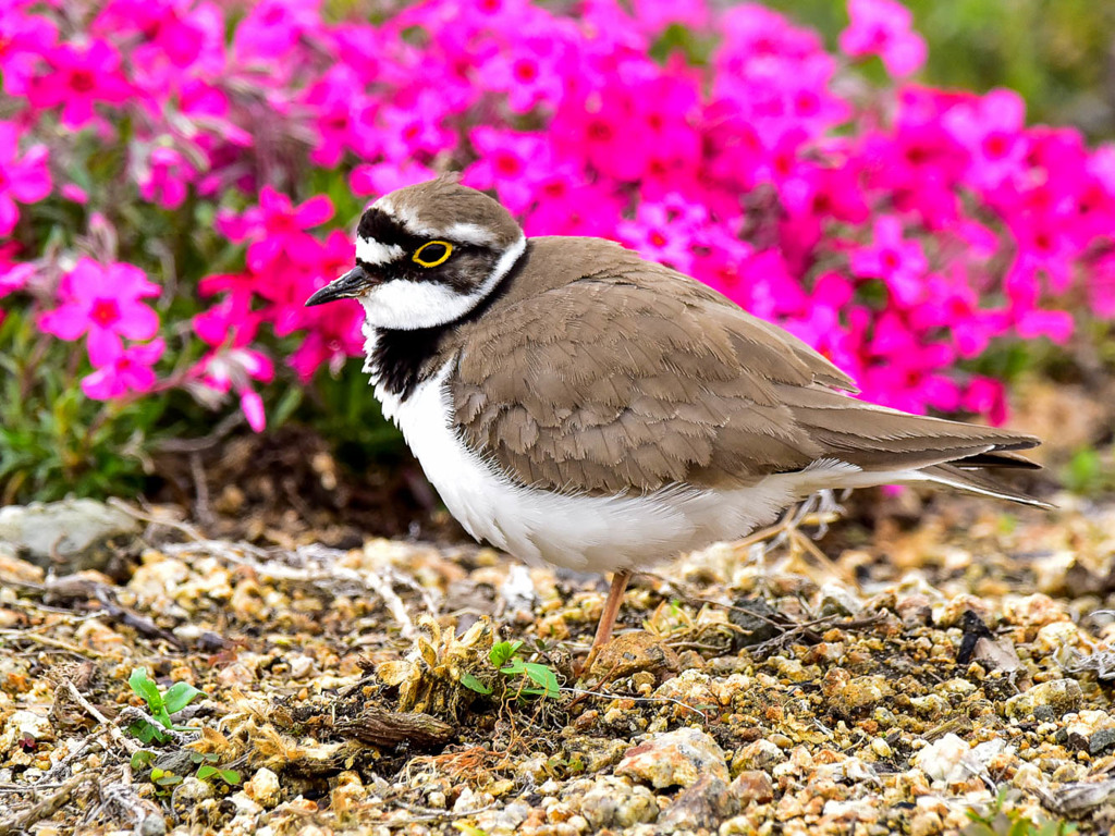 コチドリと芝桜