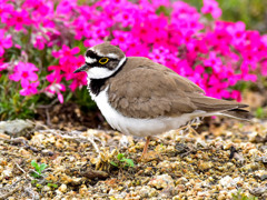コチドリと芝桜