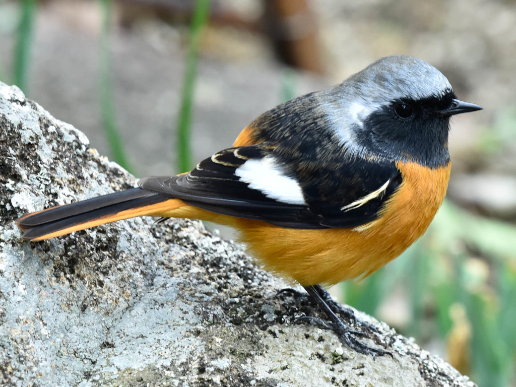 ジョウビタキ(2)