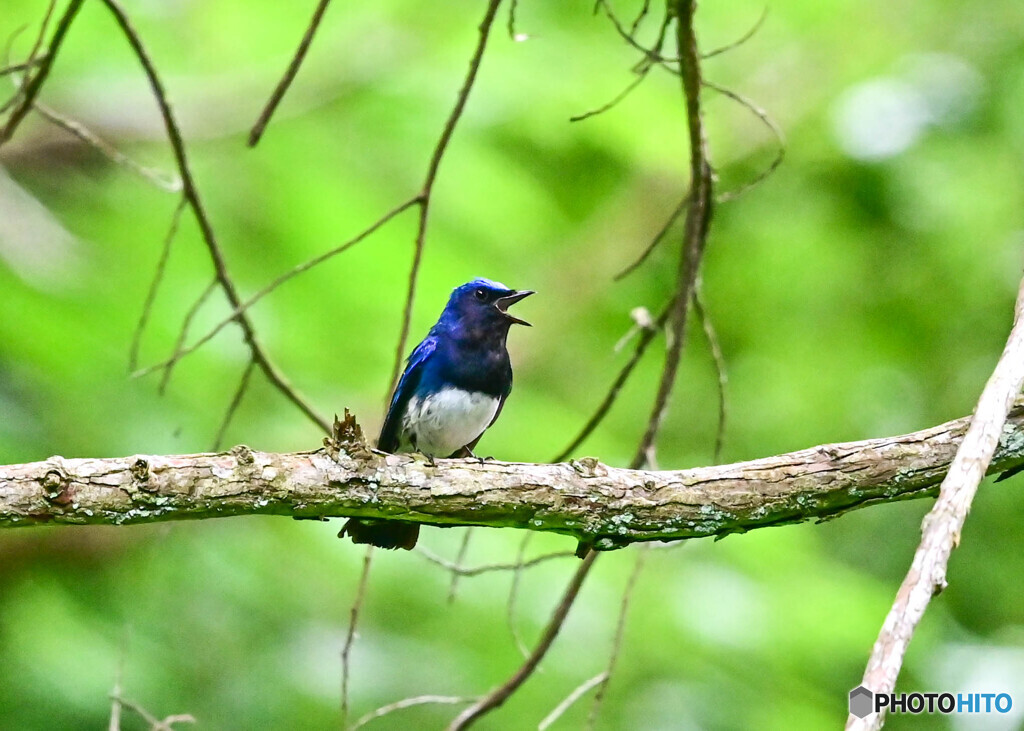 オオルリ