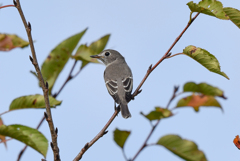 コサメビタキ(3)