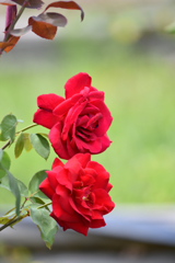 薔薇