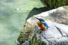 カワセミ