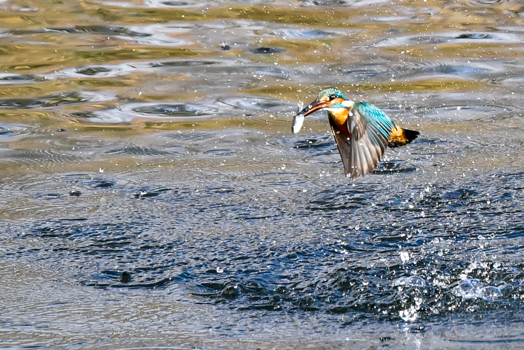 カワセミ②