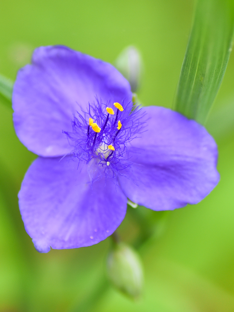 ムラサキツユクサ