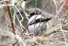 ウソ