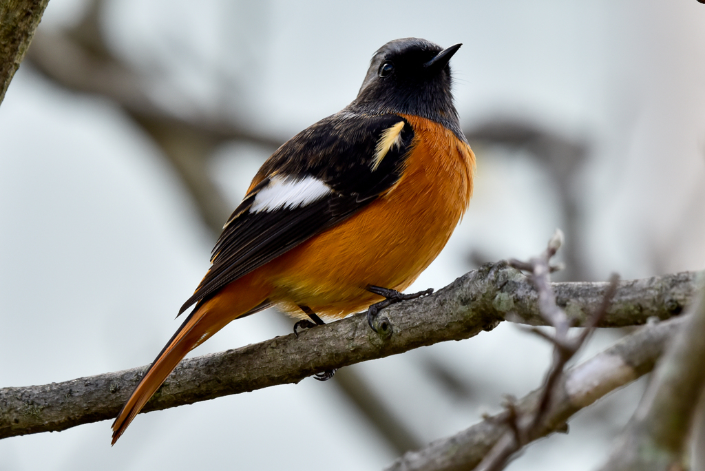 ジョウビタキ(1)