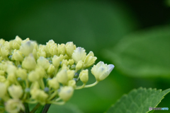 紫陽花