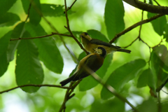 鳥の子供