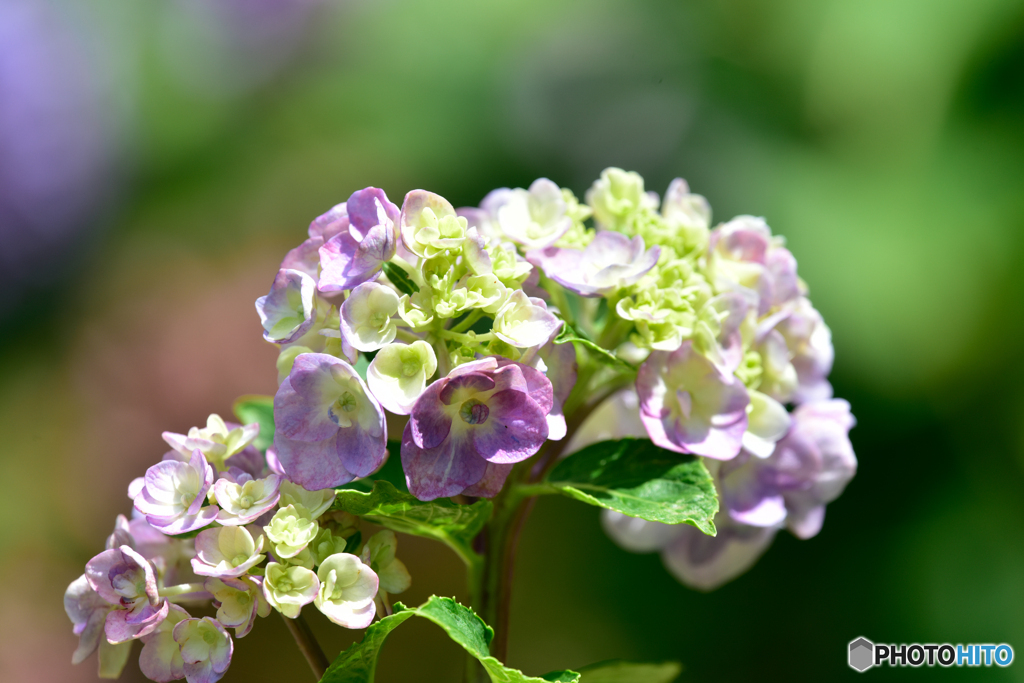 紫陽花