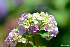紫陽花