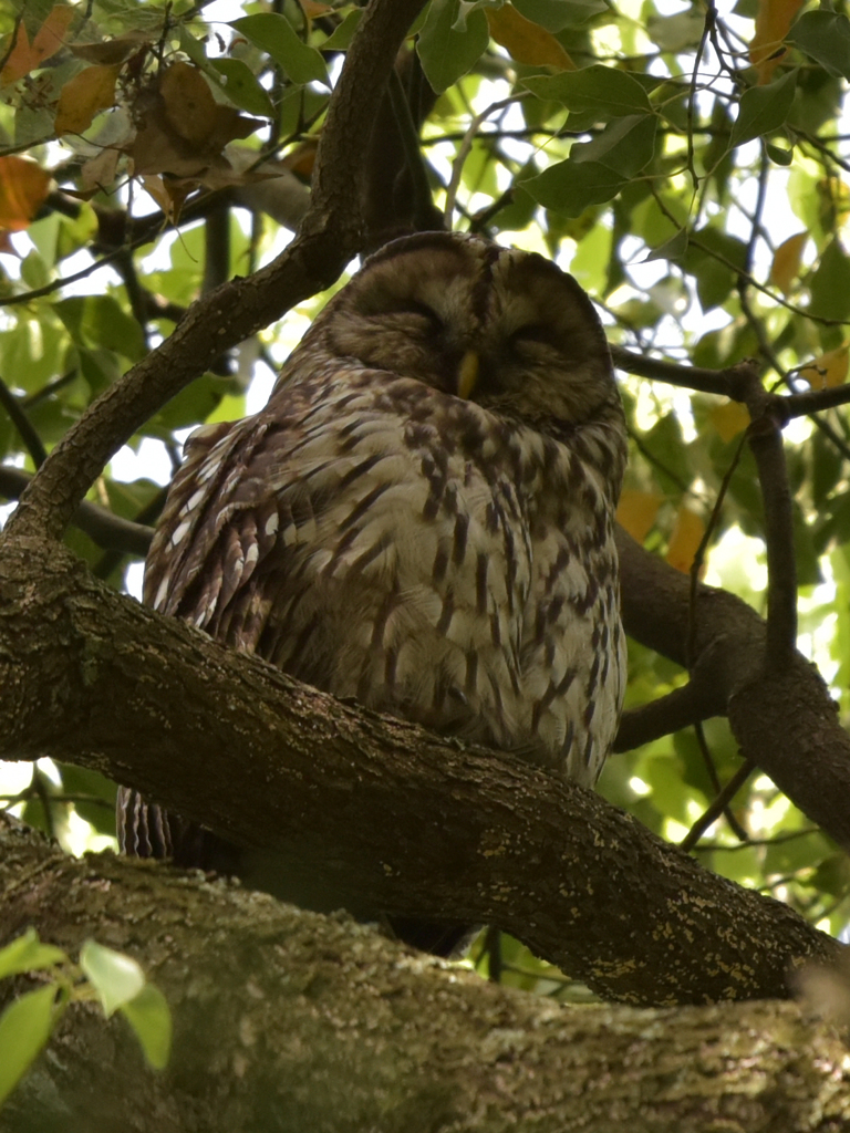 フクロウの親(1)