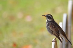 ツグミ(2)