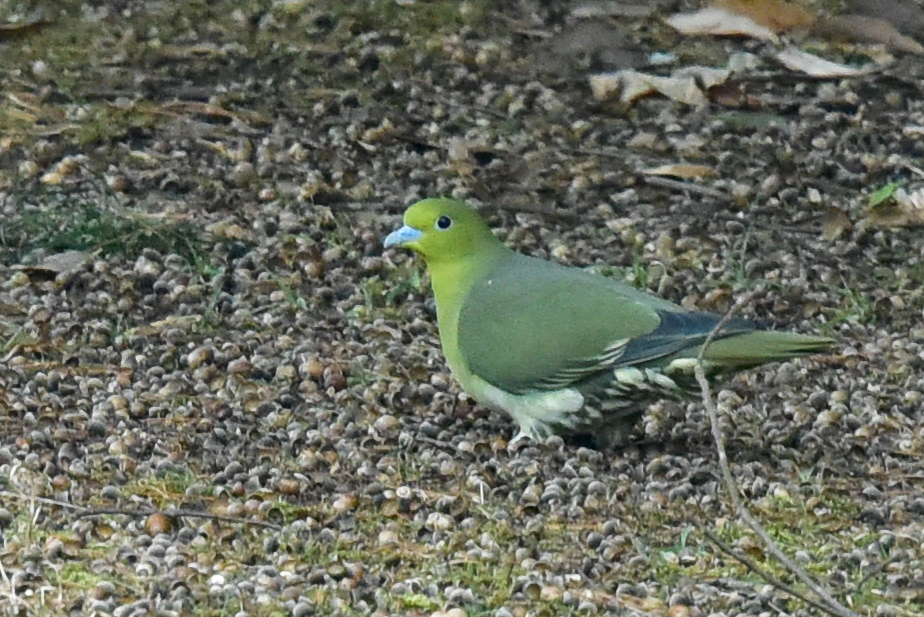 アオバト(2)