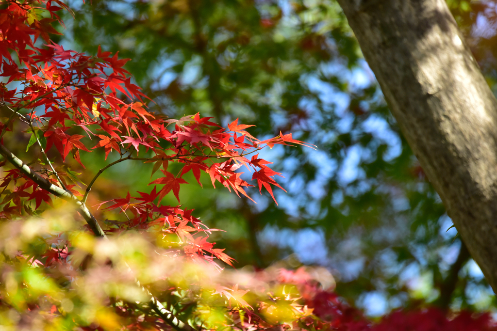 紅葉(3)