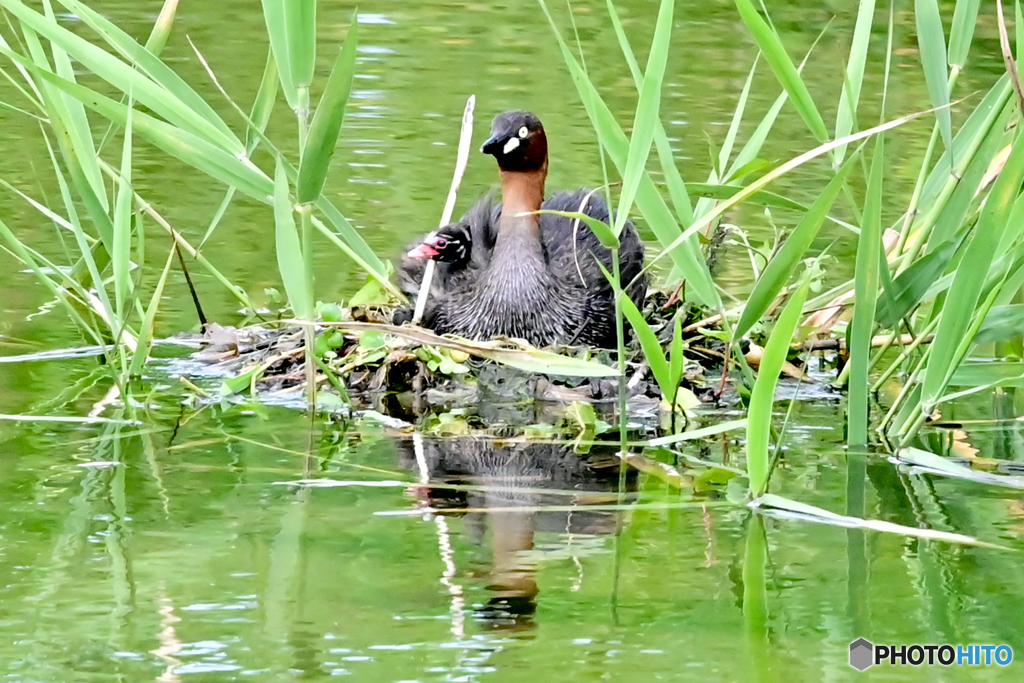 カイツブリの親子