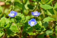 草花